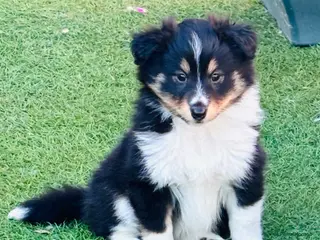 Shetland Sheepdog dogs Beautiful Shetland sheepdog puppies - Advert 8