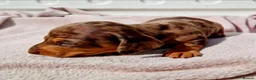 Dachshund dogs for sale: PRA CLEAR DACHSHUND - Advert 7