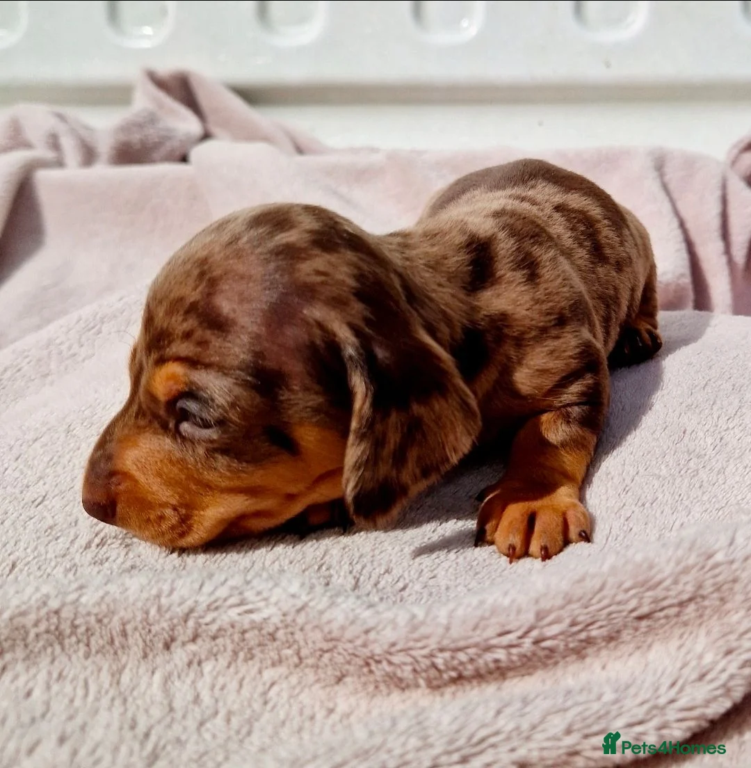 Dachshund dogs for sale: PRA CLEAR DACHSHUND - Advert 7