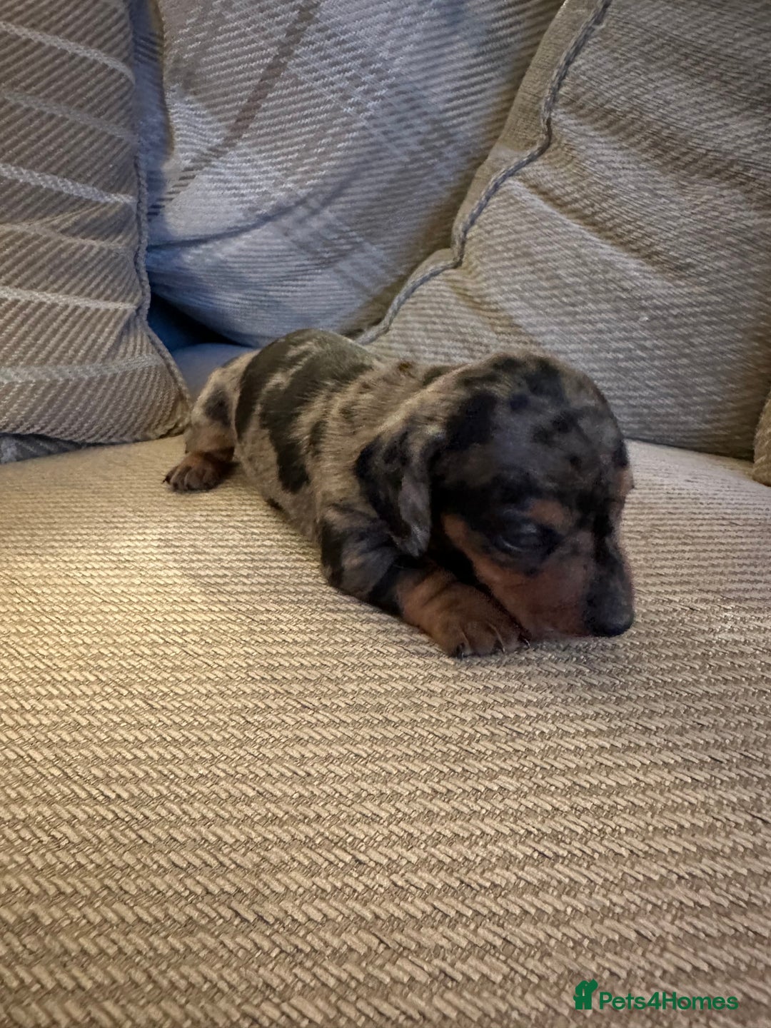 Miniature Dachshund dogs for sale: Ready Soon - Gorgeous KC Reg. Miniature Dachshund - Advert 22