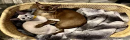 Burmese cats for sale: Chocolate and Lilac Burmese - rehomed together  - Advert 6