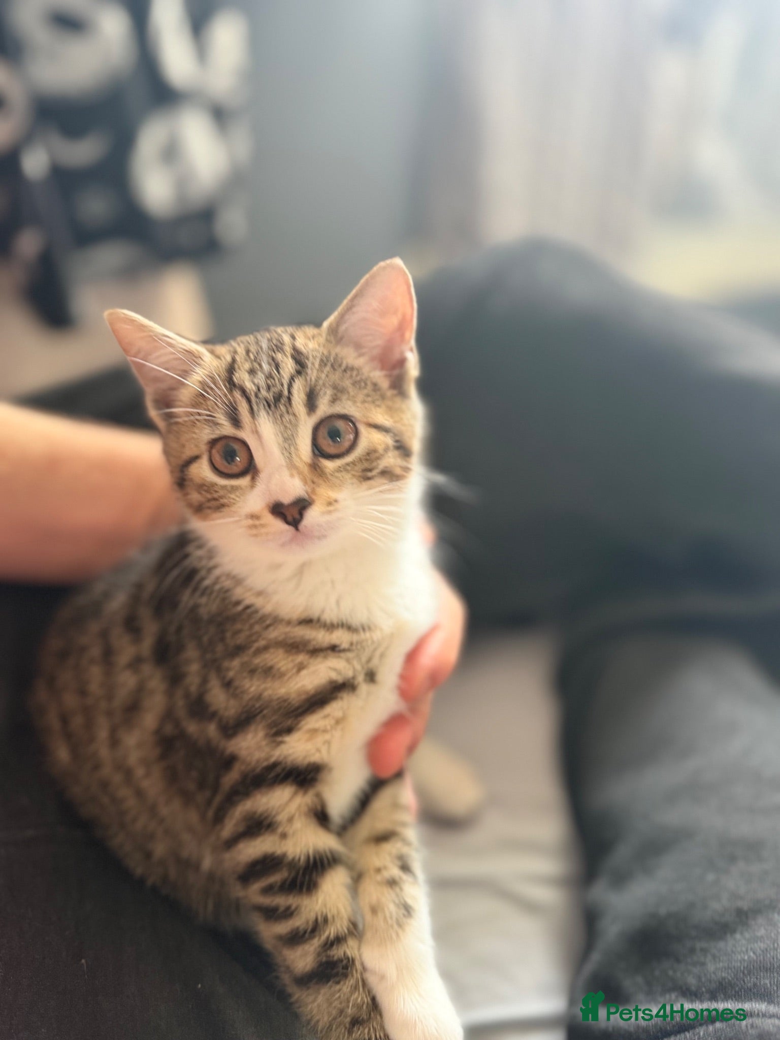 Bengal cats Cute half bengal kitten ready now  - Advert 3