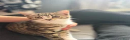 Bengal cats for sale: Cute half bengal kitten ready now  - Advert 1