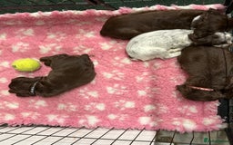Cocker Spaniel dogs for sale: Working cocker spainel Puppys Ready to leave  - Image 32