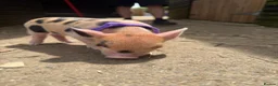 Pig livestock for sale: micro pigs for sale - Advert 8