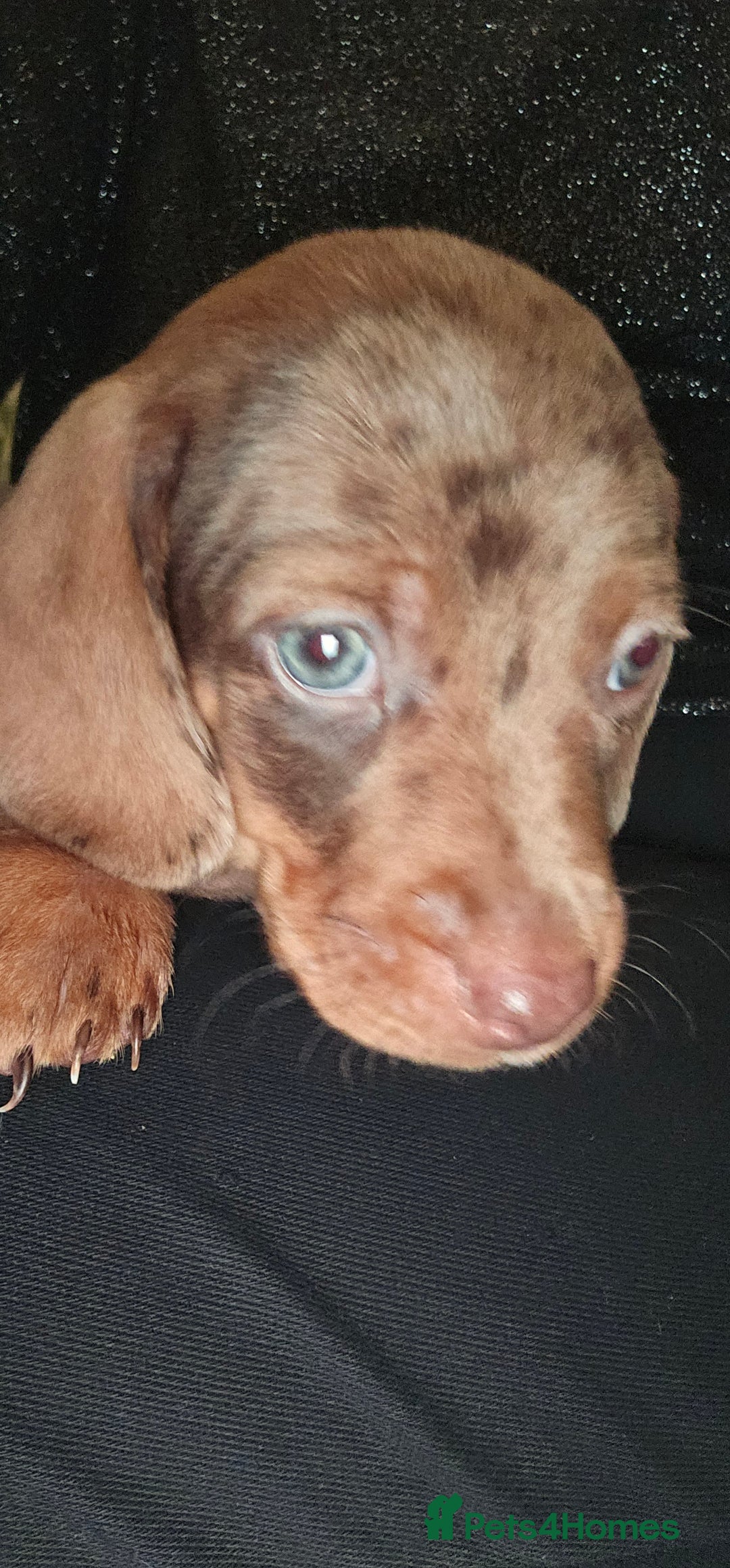 Miniature Dachshund dogs for sale: Miniature Daschund Puppies 6 Boys ONLY 2 LEFT 🩵💙 - Advert 13