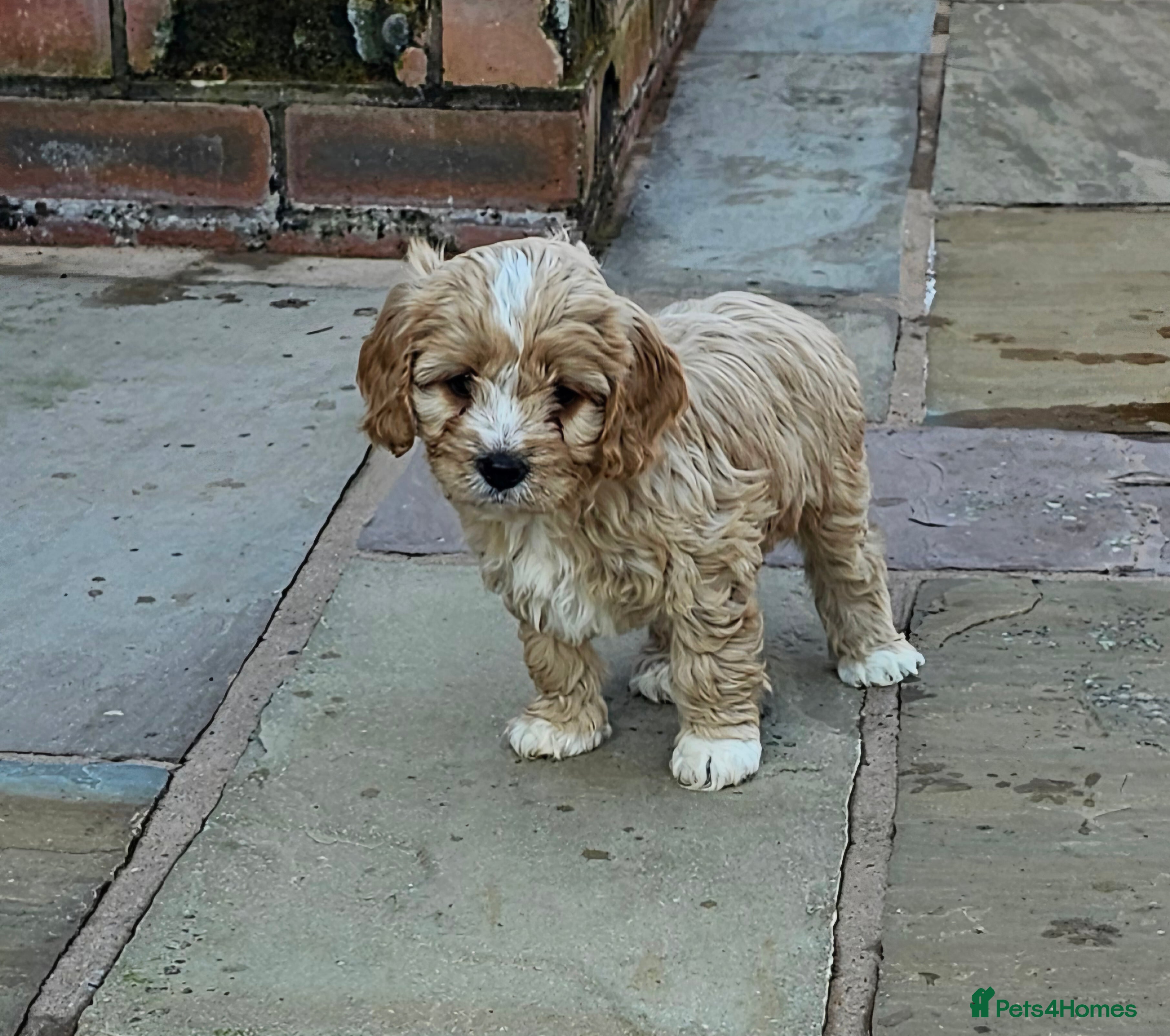 Cavapoo dogs Extensively health tested F1 Cavapoo puppies 🐶  - Advert 10