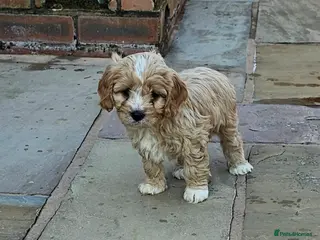 Cavapoo dogs Extensively health tested F1 Cavapoo puppies 🐶 - Advert 10