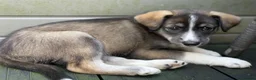 Mixed Breed dogs for sale: Labradoodle × Siberian Husky Puppies - Advert 21