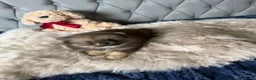 Pomeranian dogs for sale: Wolf & Orange Sable Teddy Bear Pomeranian Puppies - Advert 12