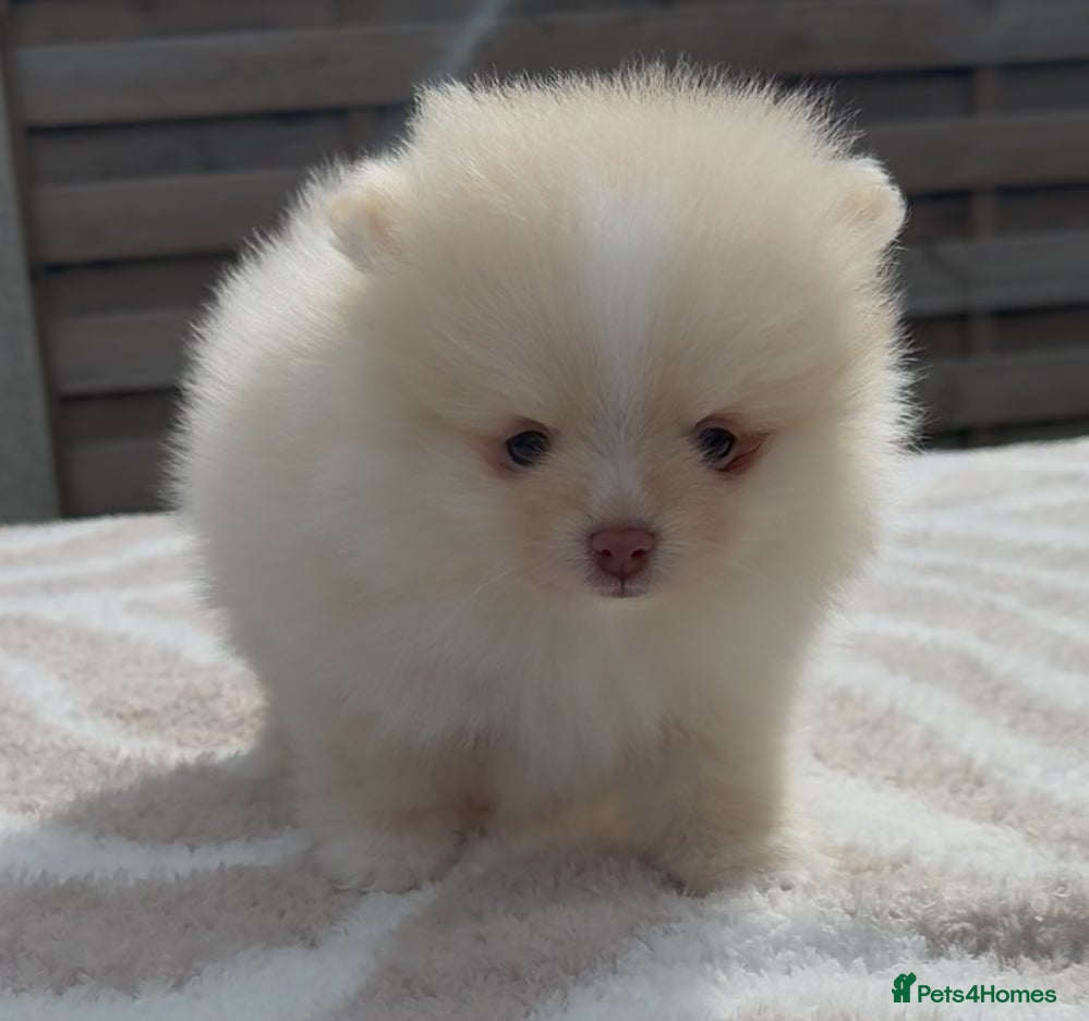 Pomeranian dogs The Tiniest KC Reg Bear-Faced Pomeranian Puppies - Advert 1