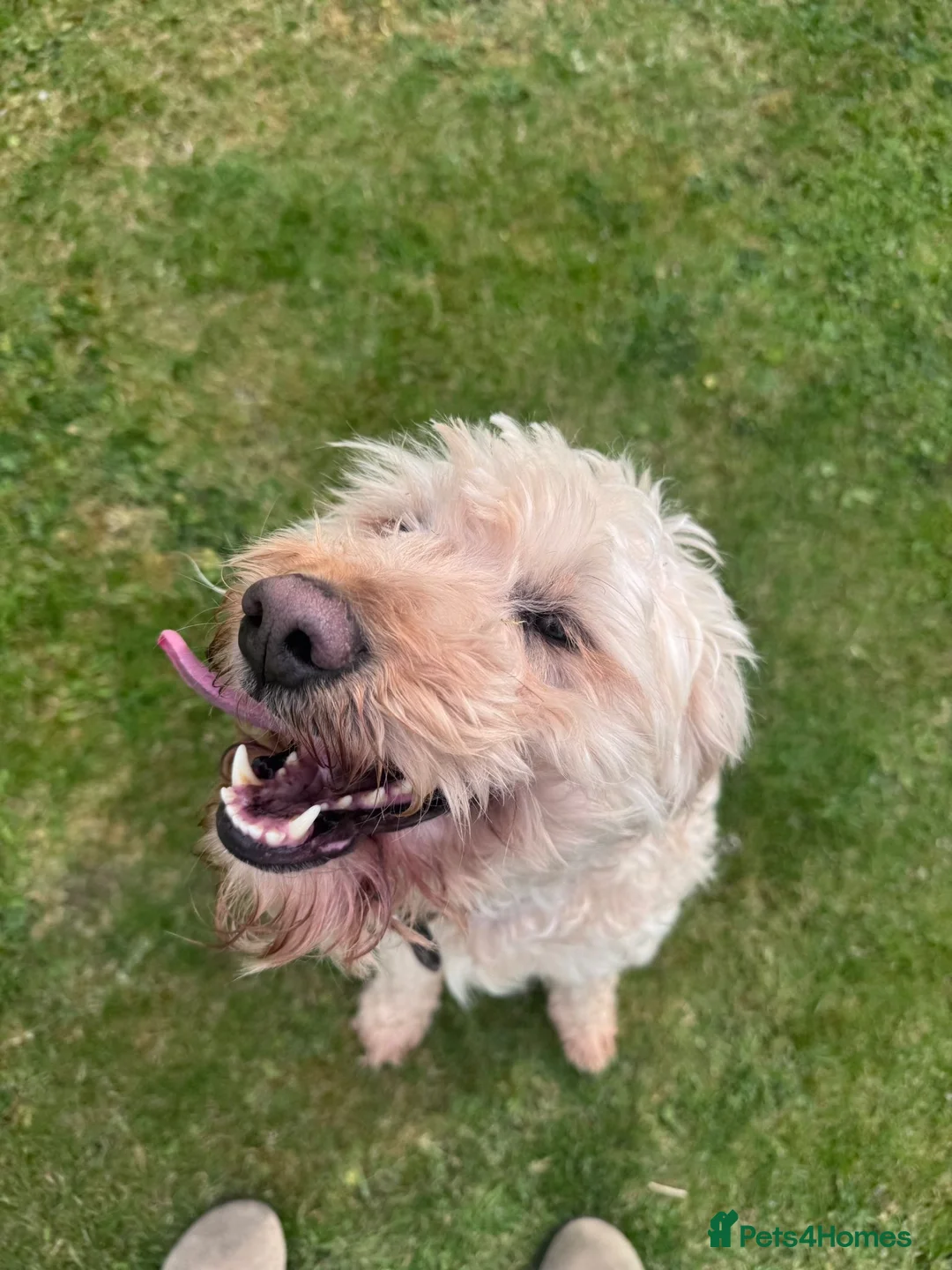 Mini Goldendoodle dogs for sale: Miniature Golden Doodle - Advert 2