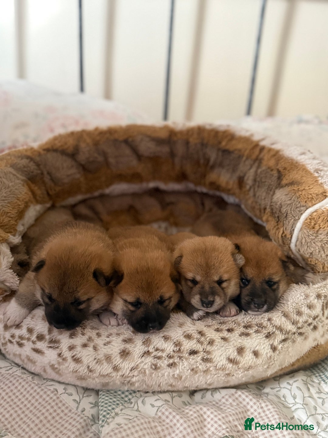Japanese Shiba Inu dogs for sale: 🧡🦊 Beautiful K.C Shiba Inu Puppies Ready Soon - Image 3