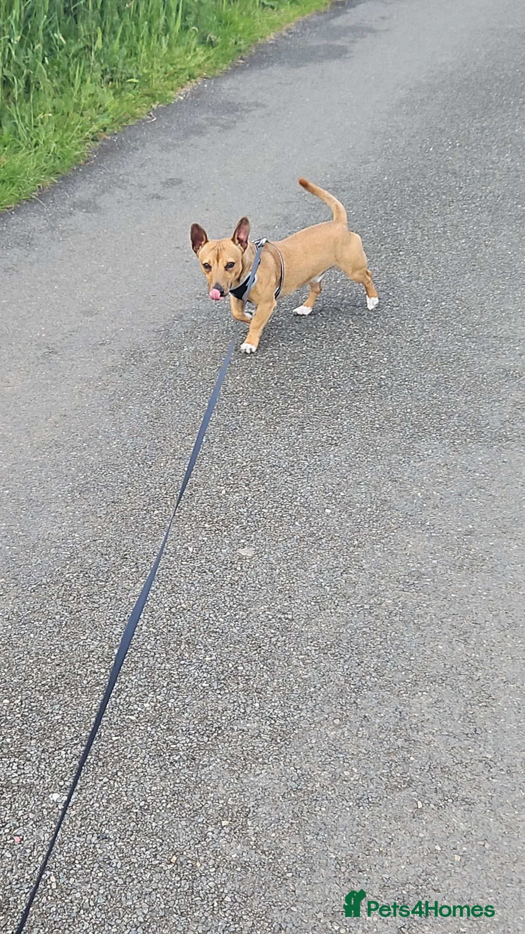 Jack Russell dogs for sale: Short leg jack russel for rehoming  - Advert 5