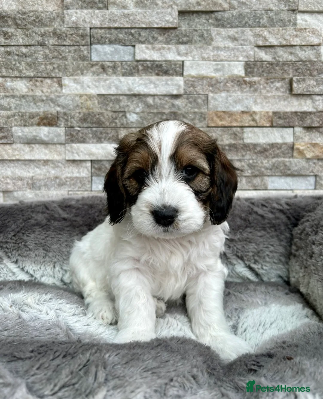 Cockapoo dogs for stud: TRICOLOUR F1 PROVEN ATAT CERTIFIED COCKAPOO STUD in Bromley - Advert 17