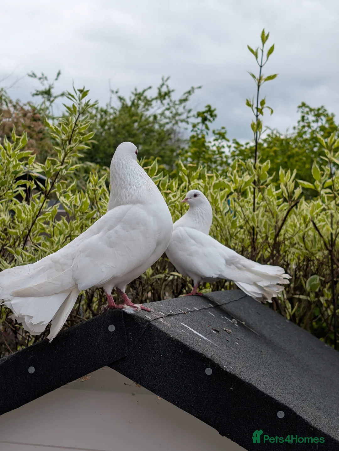 Pigeons birds for sale: Fan Tail Pigeons in Crewe - Advert 2