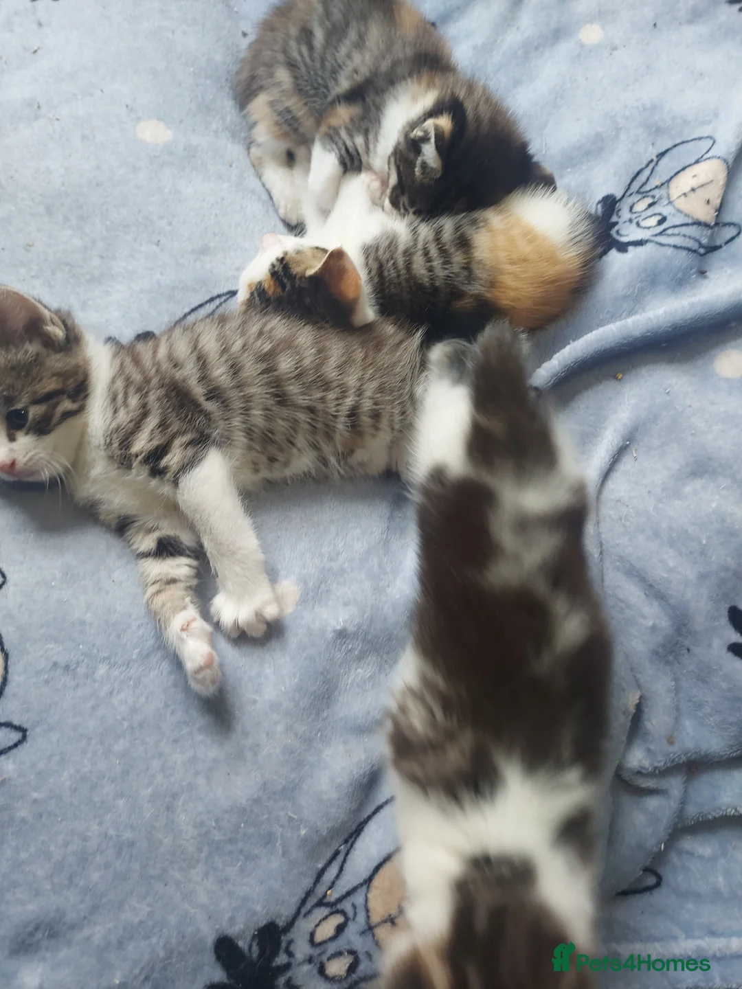 Mixed Breed cats for sale: Mixed Breed Kittens For Sale - Advert 9