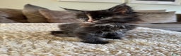 Maine Coon cats for sale: Stunning Maine coon kittens  - Advert 7