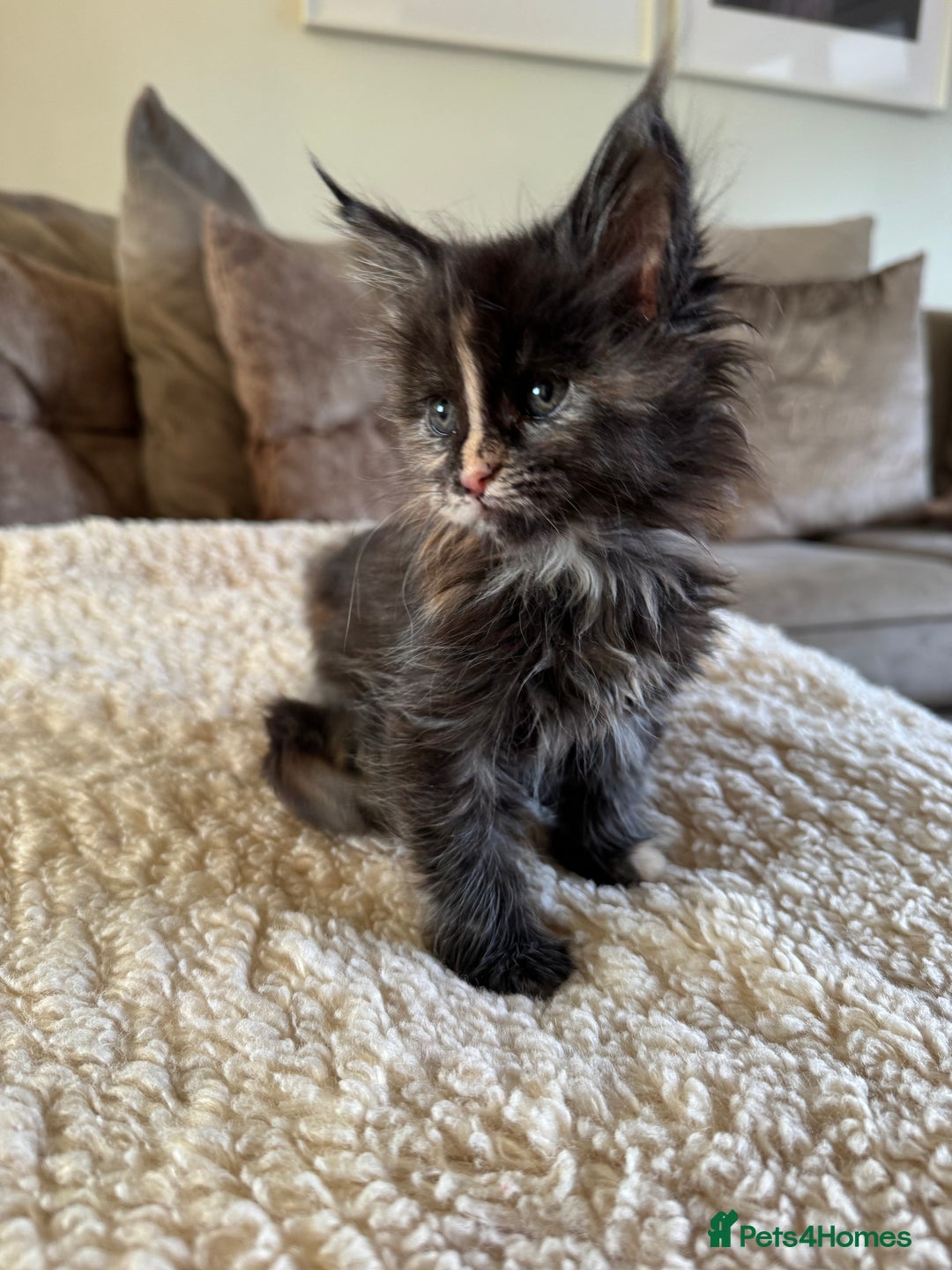 Maine Coon cats for sale: Stunning Maine coon kittens  - Advert 7