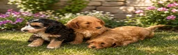 Cockapoo dogs for sale: Cockapoo f1 pup ready now - Advert 25