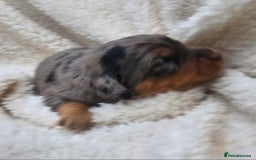 Cockapoo dogs for sale: The best cockapoos  - Image 18