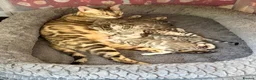 Bengal cats for sale: Beautiful Bengal Kittens  - Advert 1