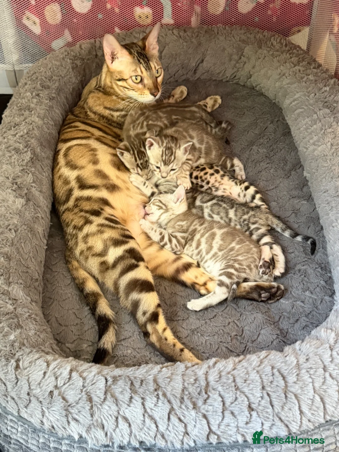 Bengal cats for sale: Beautiful Bengal Kittens  - Advert 1