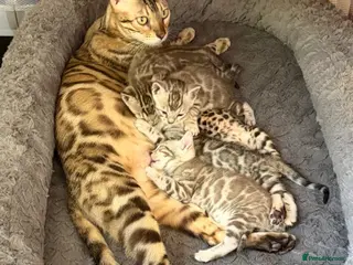 Bengal cats Beautiful Bengal Kittens - Advert 1