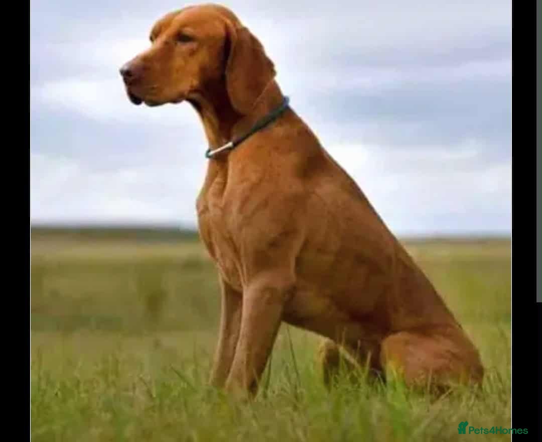Hungarian Vizsla dogs DUAL PURPOSE FIELD & SHOW CHAMPION BRED PUPPIES - Advert 9