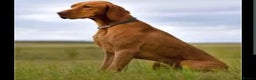 Hungarian Vizsla dogs for sale: DUAL PURPOSE FIELD & SHOW CHAMPIONS BRED PUPPIES - Advert 3