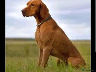 Hungarian Vizsla dogs DUAL PURPOSE FIELD & SHOW CHAMPION BRED PUPPIES - Advert 13