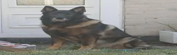 German Shepherd dogs for stud: Fritz - Advert 3