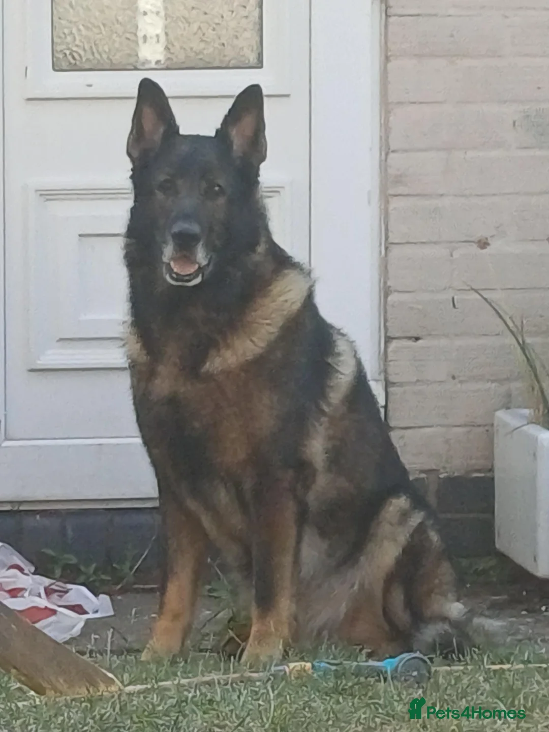 German Shepherd dogs for stud: Fritz - Advert 3
