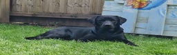 Labrador Retriever dogs for stud: Labrador Ret. 100%-success PROVEN KC/Health tested in Brecon - Advert 31