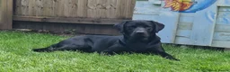 Labrador Retriever dogs for stud: Labrador Ret. 100%-success PROVEN KC/Health tested in Brecon - Advert 31