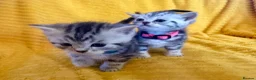 British Shorthair cats for sale: Stunning British Shorthair Kittens  - Advert 6
