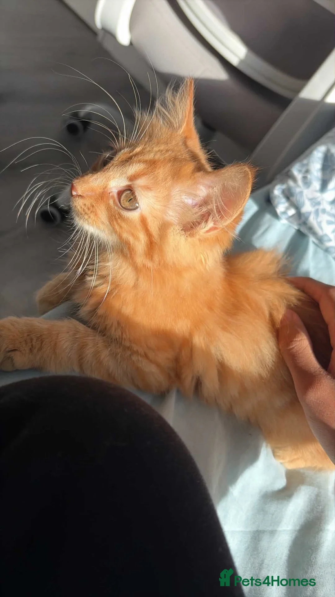 Mixed Breed cats for sale: Ginger longhaired kitten in Loughborough - Advert 3
