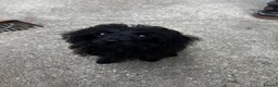 Jackapoo dogs for sale: 14 Week Old Jackapoo Puppy – Loving Home Wanted in Sevenoaks - Advert 4