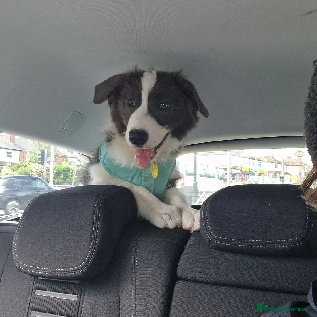 Border Collie dogs for sale: Border collie male - Advert 2