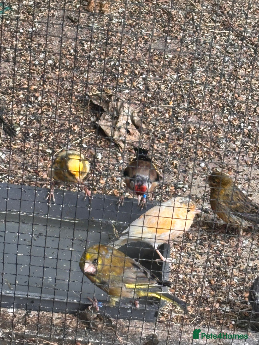 Canaries birds for sale: Canary/goldfinches/greenfinches  - Image 4