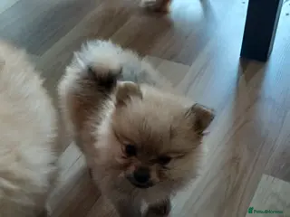 Pomeranian dogs Pure fluffy mini pomeranian puppies 🐶 in Skelmersdale - Advert 11