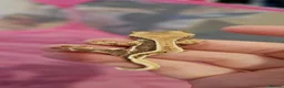 Gecko reptiles for sale: Mixed geckos - Advert 5