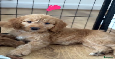 Cockapoo dogs - Advert 15