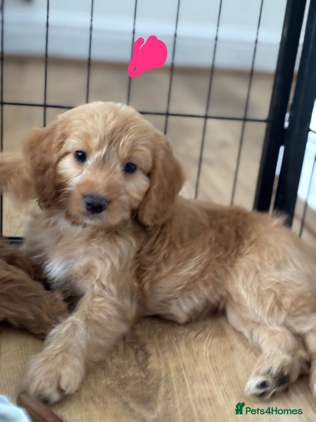 Cockapoo dogs for sale: *READY NOW  *Cockapoo puppies *7 SOLD*  - Image 3