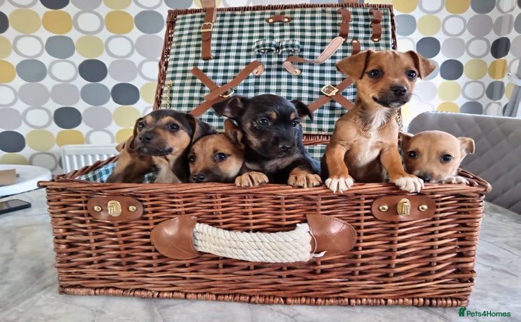 Jack Russell dogs - Advert 1