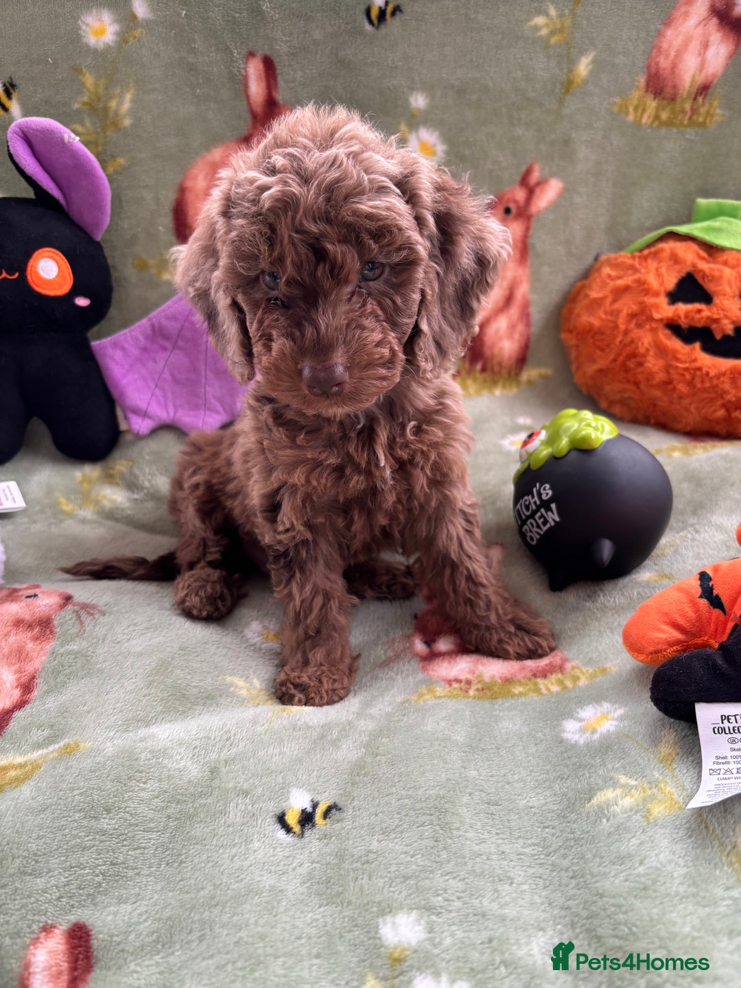 Cockapoo dogs for sale: PRA clear F1b Cockapoo puppies  - Image 6