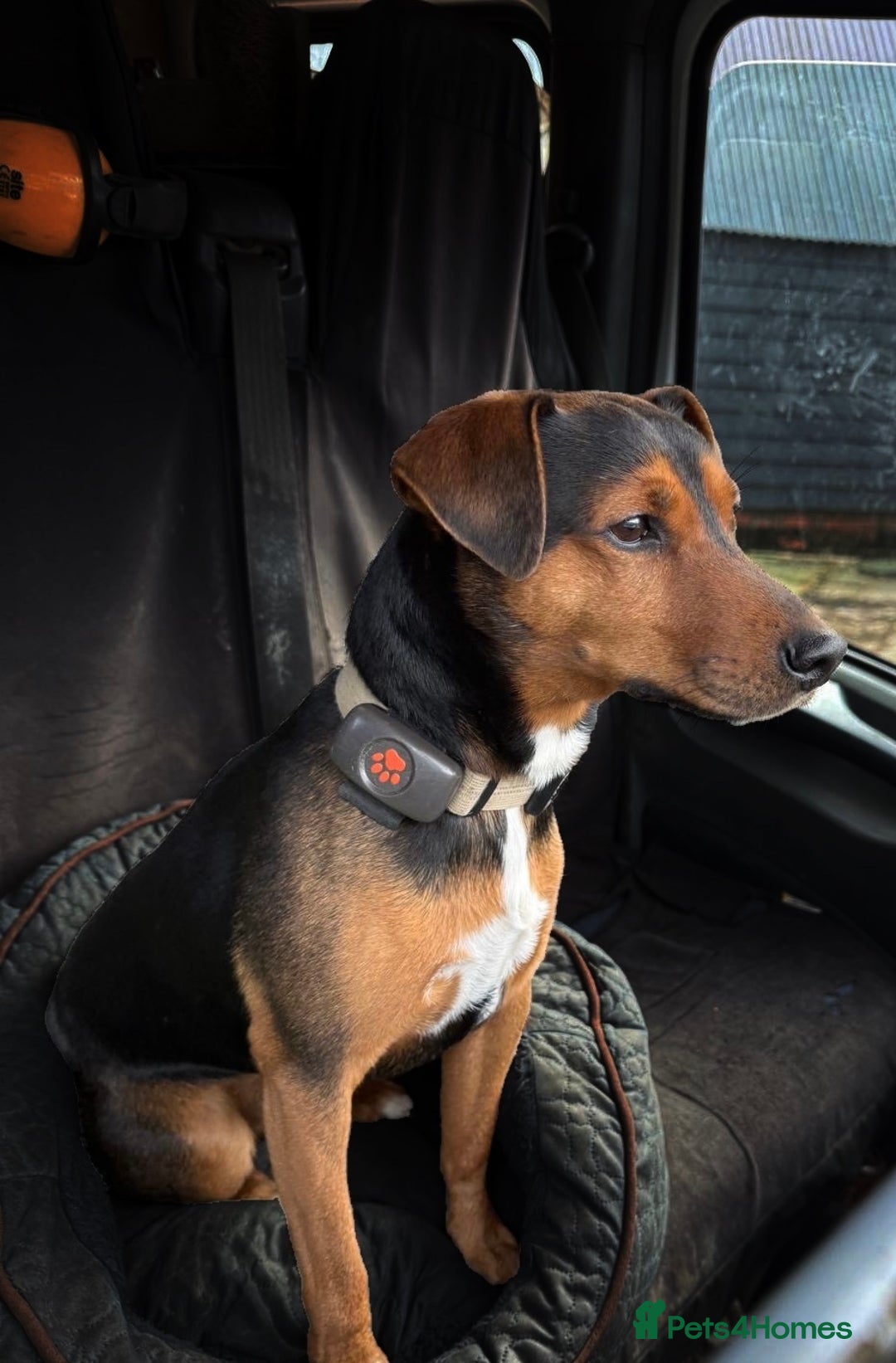 Patterjack dogs for sale:  🐾 Patterdale x Jack Russell Puppies 🐾 - Image 3