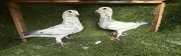 Pigeons birds for sale: Beautiful, Vaccinated & Friendly Pigeons - Advert 7
