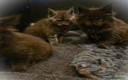 Maine Coon cats for sale: GCCF Maine Coon kittens  - Advert 31