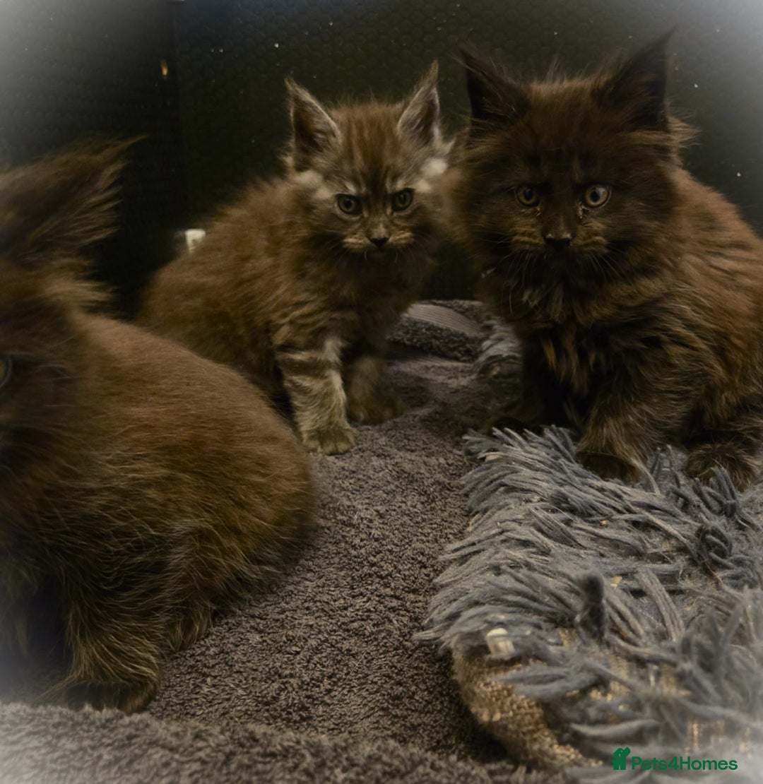Maine Coon cats for sale: GCCF Maine Coon kittens  - Advert 31
